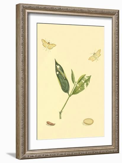 Surinam Butterflies, Moths and Caterpillars-Jan Sepp-Framed Art Print