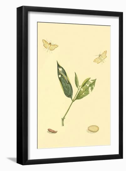 Surinam Butterflies, Moths and Caterpillars-Jan Sepp-Framed Art Print