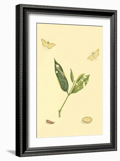 Surinam Butterflies, Moths and Caterpillars-Jan Sepp-Framed Art Print