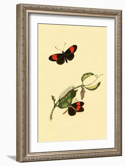 Surinam Butterflies, Moths and Caterpillars-Jan Sepp-Framed Art Print