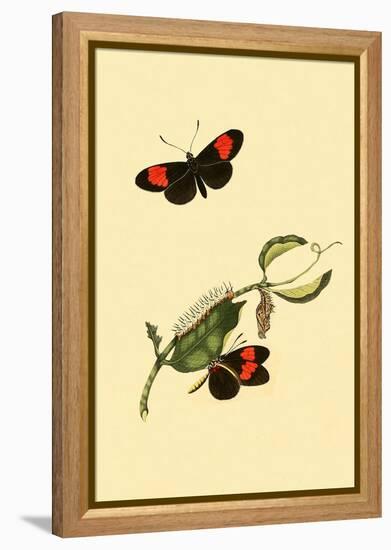 Surinam Butterflies, Moths and Caterpillars-Jan Sepp-Framed Stretched Canvas