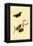 Surinam Butterflies, Moths and Caterpillars-Jan Sepp-Framed Stretched Canvas