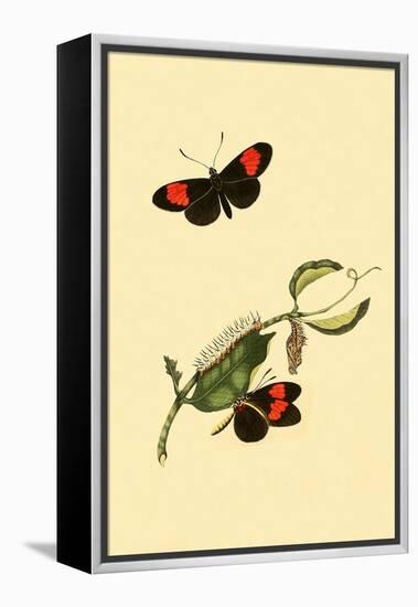 Surinam Butterflies, Moths and Caterpillars-Jan Sepp-Framed Stretched Canvas