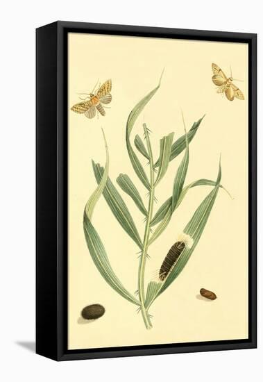 Surinam Butterflies, Moths and Caterpillars-Jan Sepp-Framed Stretched Canvas