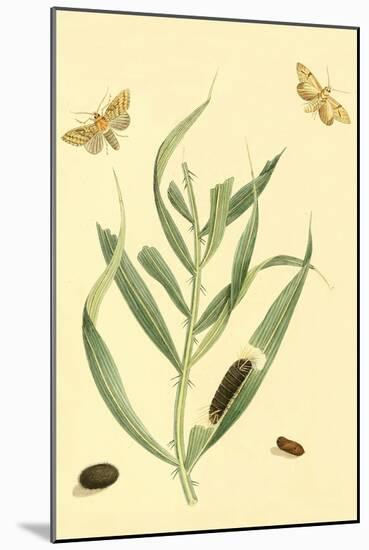 Surinam Butterflies, Moths and Caterpillars-Jan Sepp-Mounted Art Print