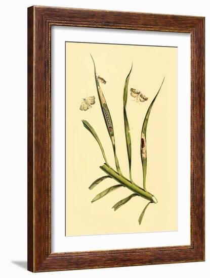 Surinam Butterflies, Moths and Caterpillars-Jan Sepp-Framed Art Print