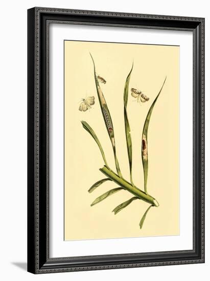 Surinam Butterflies, Moths and Caterpillars-Jan Sepp-Framed Art Print