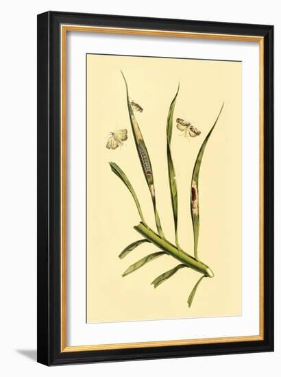 Surinam Butterflies, Moths and Caterpillars-Jan Sepp-Framed Art Print