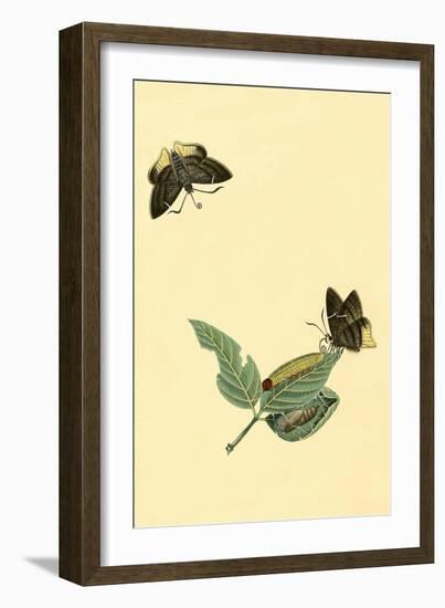 Surinam Butterflies, Moths and Caterpillars-Jan Sepp-Framed Art Print