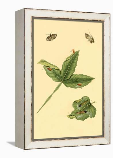 Surinam Butterflies, Moths and Caterpillars-Jan Sepp-Framed Stretched Canvas