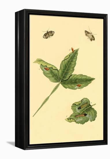 Surinam Butterflies, Moths and Caterpillars-Jan Sepp-Framed Stretched Canvas