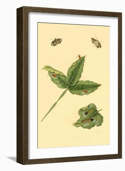 Surinam Butterflies, Moths and Caterpillars-Jan Sepp-Framed Art Print