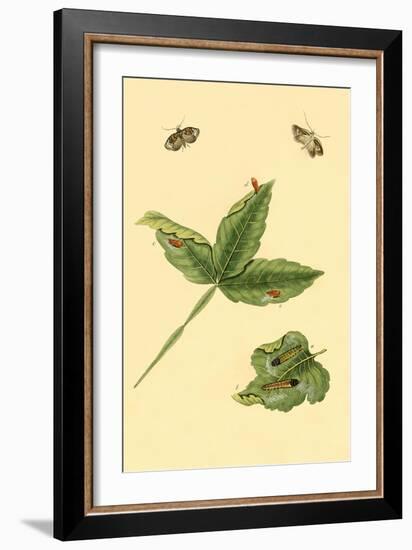 Surinam Butterflies, Moths and Caterpillars-Jan Sepp-Framed Art Print