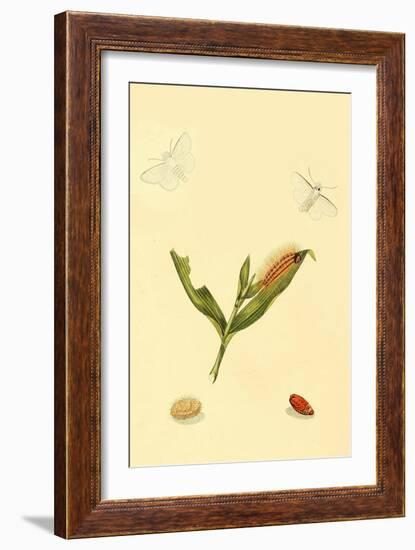 Surinam Butterflies, Moths and Caterpillars-Jan Sepp-Framed Art Print