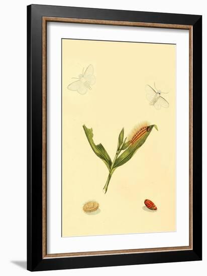 Surinam Butterflies, Moths and Caterpillars-Jan Sepp-Framed Art Print