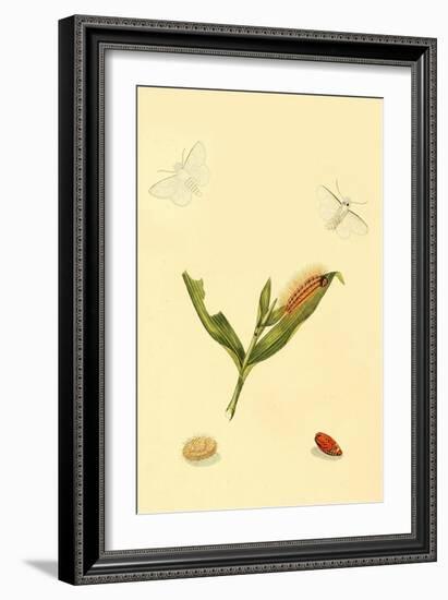 Surinam Butterflies, Moths and Caterpillars-Jan Sepp-Framed Art Print