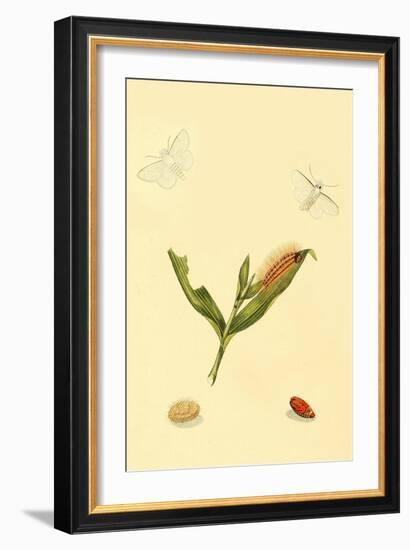 Surinam Butterflies, Moths and Caterpillars-Jan Sepp-Framed Art Print