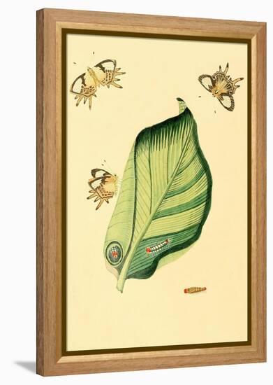 Surinam Butterflies, Moths and Caterpillars-Jan Sepp-Framed Stretched Canvas