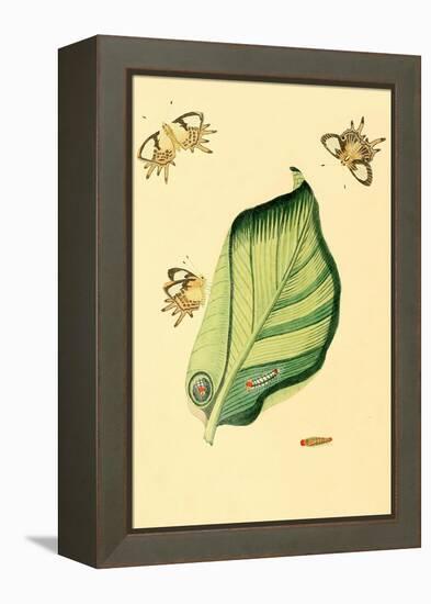 Surinam Butterflies, Moths and Caterpillars-Jan Sepp-Framed Stretched Canvas