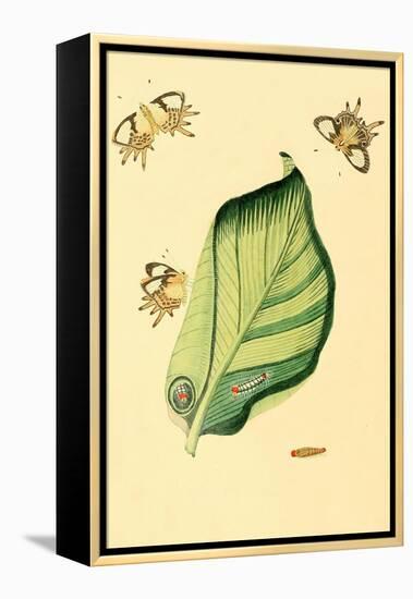 Surinam Butterflies, Moths and Caterpillars-Jan Sepp-Framed Stretched Canvas