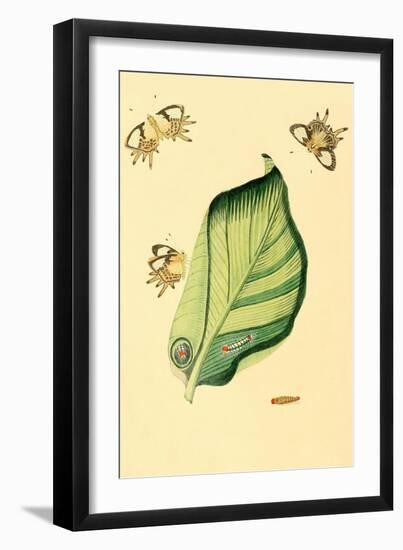 Surinam Butterflies, Moths and Caterpillars-Jan Sepp-Framed Art Print