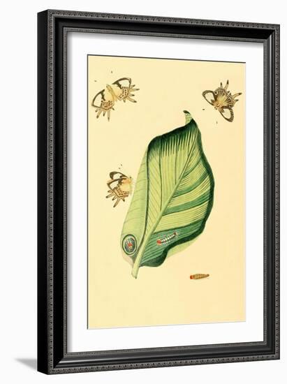 Surinam Butterflies, Moths and Caterpillars-Jan Sepp-Framed Art Print