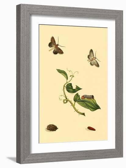 Surinam Butterflies, Moths and Caterpillars-Jan Sepp-Framed Art Print