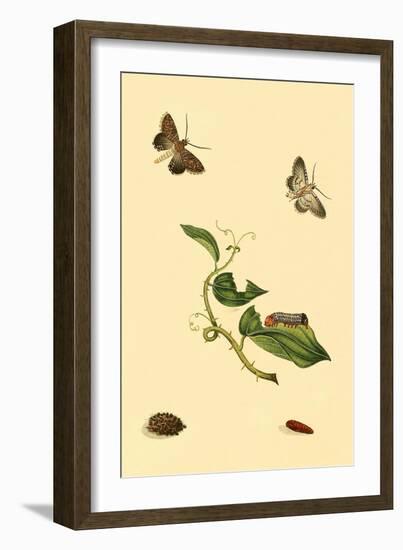 Surinam Butterflies, Moths and Caterpillars-Jan Sepp-Framed Art Print