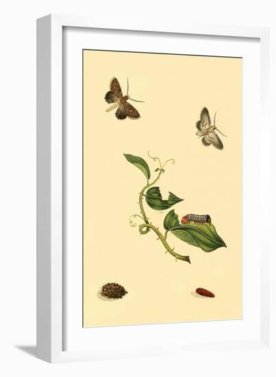 Surinam Butterflies, Moths and Caterpillars-Jan Sepp-Framed Art Print