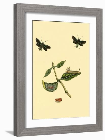 Surinam Butterflies, Moths and Caterpillars-Jan Sepp-Framed Art Print