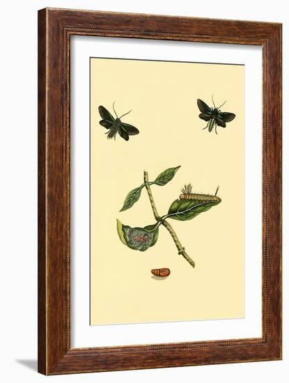 Surinam Butterflies, Moths and Caterpillars-Jan Sepp-Framed Art Print