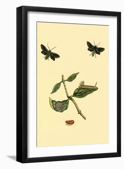 Surinam Butterflies, Moths and Caterpillars-Jan Sepp-Framed Art Print