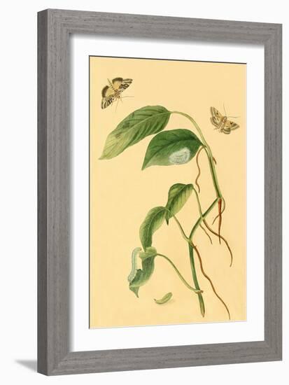 Surinam Butterflies, Moths and Caterpillars-Jan Sepp-Framed Art Print