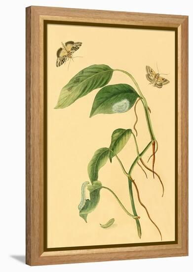 Surinam Butterflies, Moths and Caterpillars-Jan Sepp-Framed Stretched Canvas