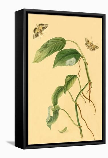 Surinam Butterflies, Moths and Caterpillars-Jan Sepp-Framed Stretched Canvas