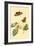 Surinam Butterflies, Moths and Caterpillars-Jan Sepp-Framed Art Print