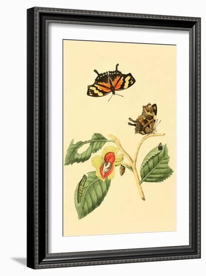 Surinam Butterflies, Moths and Caterpillars-Jan Sepp-Framed Art Print