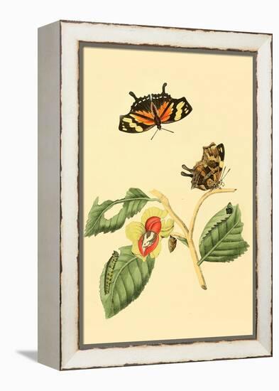 Surinam Butterflies, Moths and Caterpillars-Jan Sepp-Framed Stretched Canvas