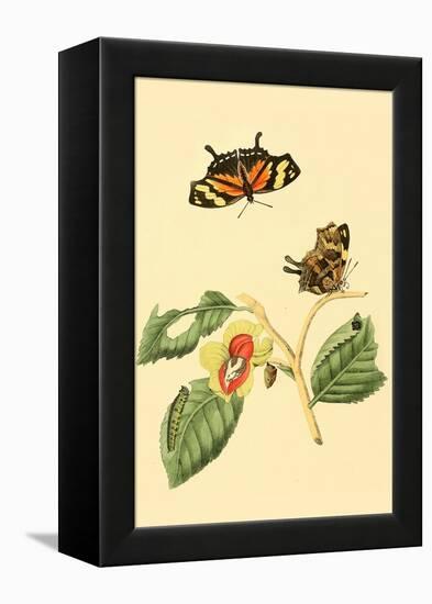 Surinam Butterflies, Moths and Caterpillars-Jan Sepp-Framed Stretched Canvas