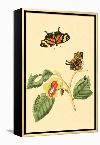 Surinam Butterflies, Moths and Caterpillars-Jan Sepp-Framed Stretched Canvas