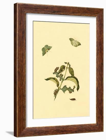 Surinam Butterflies, Moths and Caterpillars-Jan Sepp-Framed Art Print