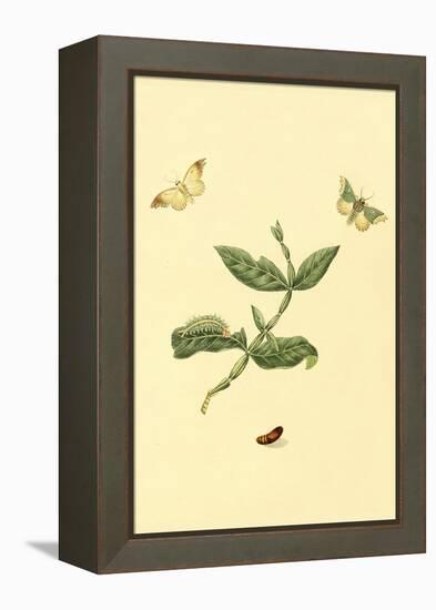 Surinam Butterflies, Moths and Caterpillars-Jan Sepp-Framed Stretched Canvas