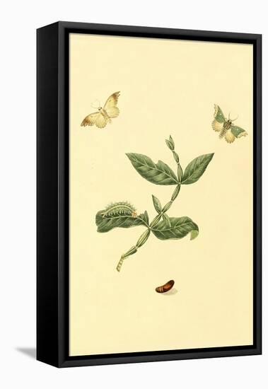 Surinam Butterflies, Moths and Caterpillars-Jan Sepp-Framed Stretched Canvas