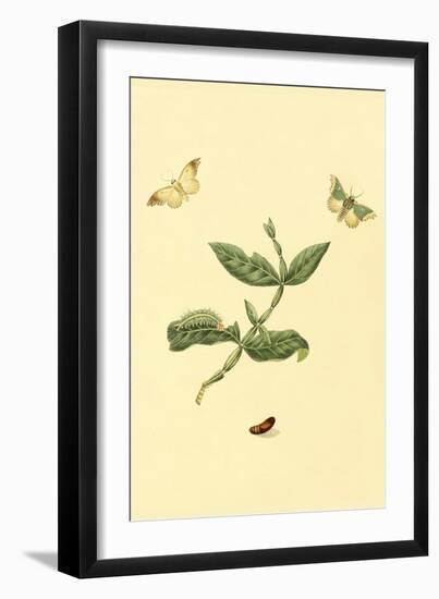 Surinam Butterflies, Moths and Caterpillars-Jan Sepp-Framed Art Print