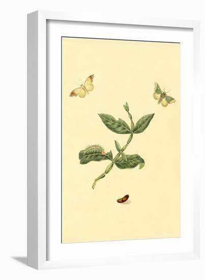 Surinam Butterflies, Moths and Caterpillars-Jan Sepp-Framed Art Print