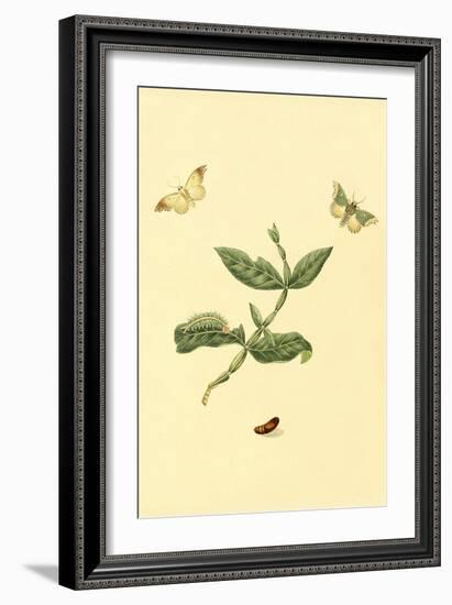 Surinam Butterflies, Moths and Caterpillars-Jan Sepp-Framed Art Print