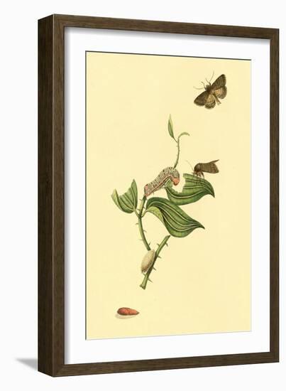 Surinam Butterflies, Moths and Caterpillars-Jan Sepp-Framed Art Print