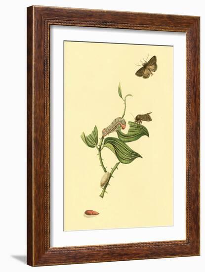 Surinam Butterflies, Moths and Caterpillars-Jan Sepp-Framed Art Print