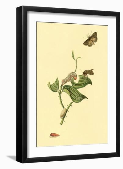 Surinam Butterflies, Moths and Caterpillars-Jan Sepp-Framed Art Print