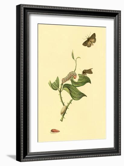 Surinam Butterflies, Moths and Caterpillars-Jan Sepp-Framed Art Print